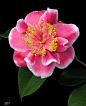  鲜花 茶花牡丹，美国园艺种，花期1~4