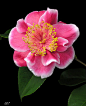鲜花 茶花牡丹，美国园艺种，花期1~4
