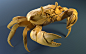Crab - WIP