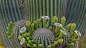 科罗纳多国家森林里的巨柱仙人掌花，亚利桑那 (© Jack Dykinga/Minden Pictures) | 必应每日高清壁纸 - 精彩,从这里开始