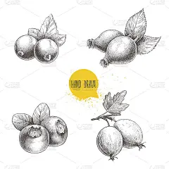 手绘素描风格浆果集。蓝莓，蔷薇果，黑醋栗或红醋栗和醋栗。生态浆果矢量插图孤立在白色的背景。