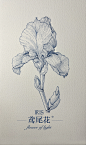 鸢尾花