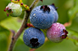 Photograph Blueberries by Dan Osipov on 500px