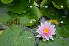 花 荷花 美丽的花朵 水百合 植物 粉色 自然 花卉背景 花壁纸