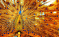 Photograph Colour Full Peacock by CIPEYLUTHFIM  on 500px