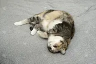 猫躺在床上，躺在灰色的床罩上