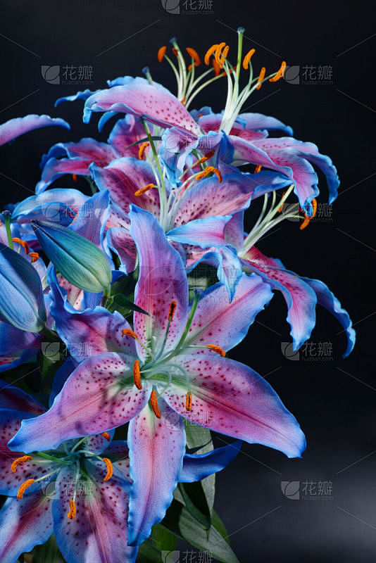 百合花,复活节百合,自然,垂直画幅,美,.