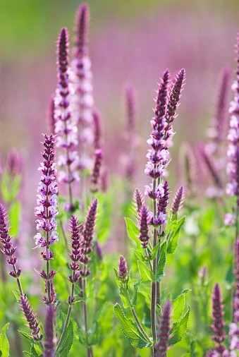 salvianemarosaamethyst林荫鼠尾草紫水晶