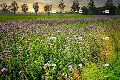 花朵 原野 花壁纸 乡村的 美丽的花朵 金的 自然 稻草 收成