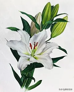 花草 - 高清图片，堆糖，美图壁纸兴趣社区
