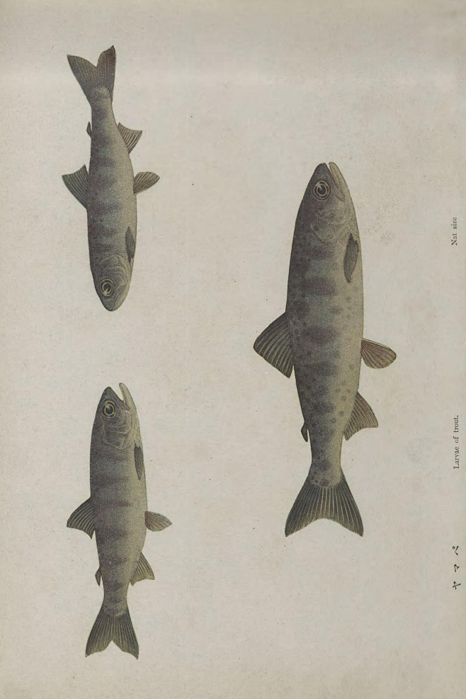 鱼类图鉴鲑鳟鱼