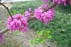 灵幻魔女采集到花艺