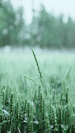 牙牙i采集到green