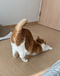 动物参考 (581)