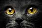 webp=true&sig=c3386ed04945d3feb82075ba75ea4cbb955610981e049eaa387b5d5fe6837065