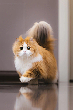 ~小迷糊~采集到超萌极宠——猫语