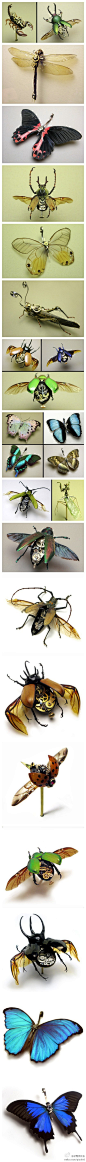 #求是爱设计#蒸汽朋克风机械昆虫雕塑，Mike Libby 利用古董手表的机械零件和昆虫标本拼接组合创作了这些精致的昆虫雕塑。