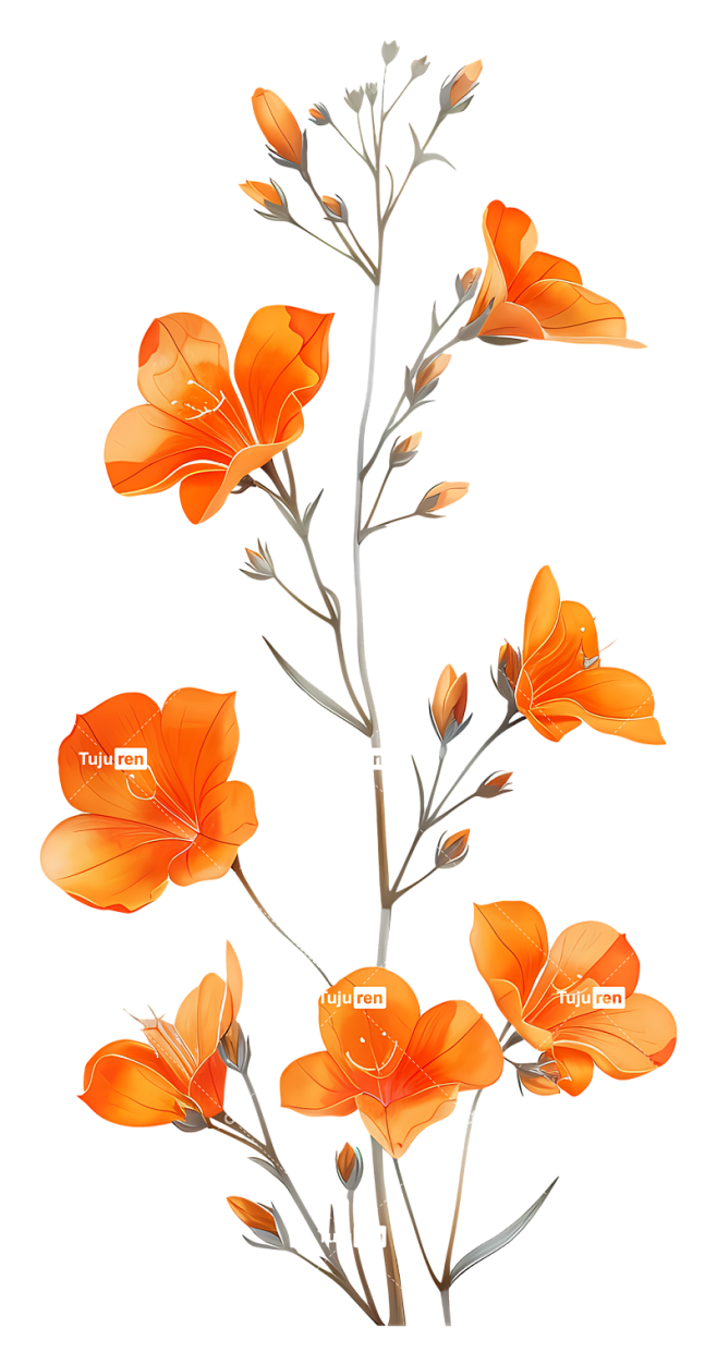 橙花橙色花朵橙色野花花束花瓣-橙色野花，...
