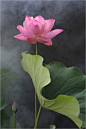 Lotus | Flickr - Photo Sharing!