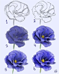 多种花卉绘制画法 ​​​