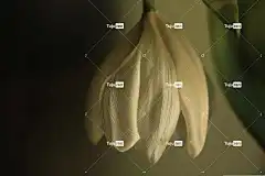 郁金香 枯萎的 垂死 花壁纸 枯萎 花 自然 花卉背景 植物群