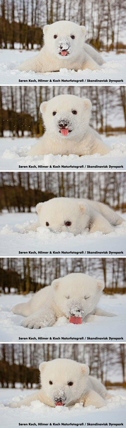 第一次见到雪的小北极熊。