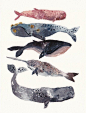 Five Whales Stacked - Large Archival Print. $40