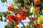 红花无忧树
英文名：Red Saraca
学名： Saraca declinata
科名： 豆科(Fabac﻿a﻿)无忧树属(Saraca) ，或苏木科无忧花属
原产地：泰国、马来西亚、苏门答腊、爪哇
 