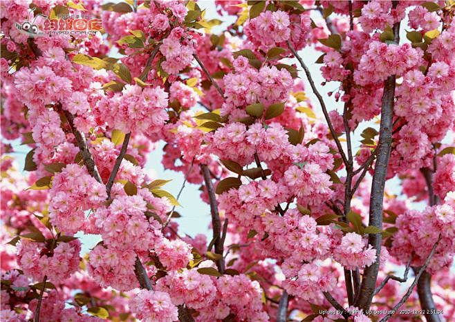 粉色桃花高清图片素材