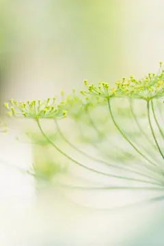 夏日小清新黄色小花唯美安卓手机壁纸下载http://www.kutoo8.com/