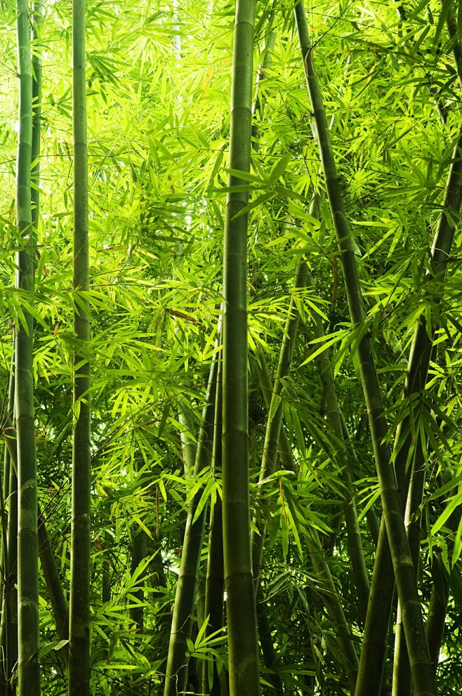 竹子竹林景色高清图片 - 素材中国16素...