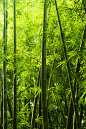 竹子竹林景色高清图片 - 素材中国16素材网