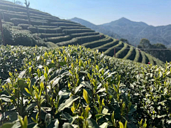 小牛牛采集到茶园