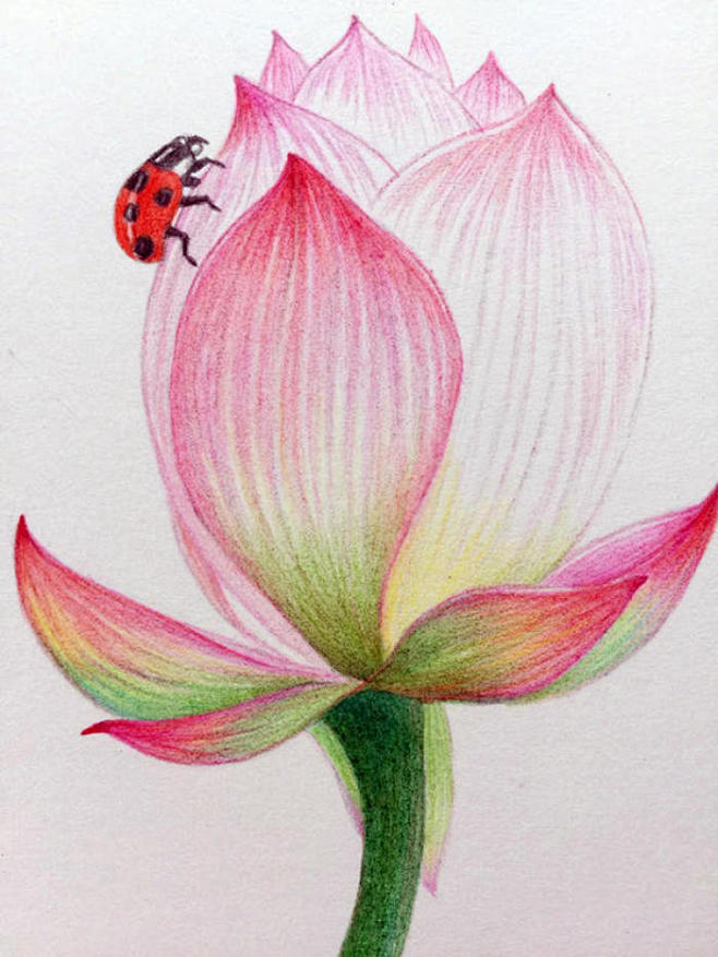彩铅画