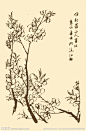 芥子园画谱 桃花大图 点击还原