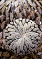 Fractal symmetry, Pelecyphora aselliformis, a cactus