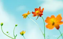 蓝天下的小花清新壁纸图片桌面壁纸2