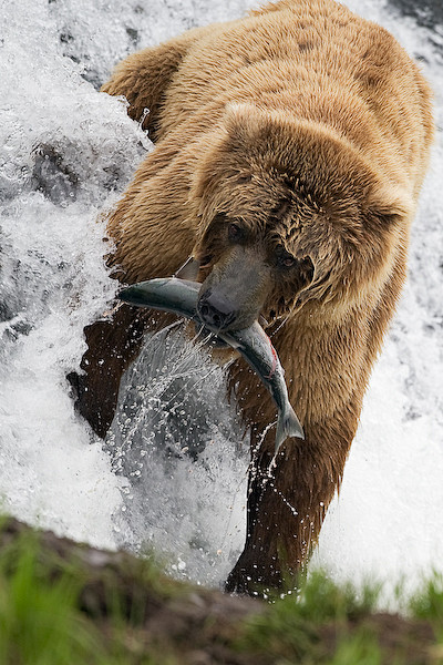 Bear fishing by ~mer...