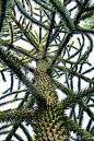 Monkey Puzzle Tree.