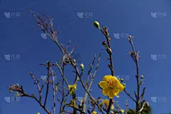 杏花,桃,传统,越南,大叻,壁纸,樱桃,越南新年,传统节日,色彩鲜艳