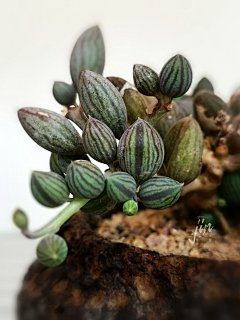 光阴几年采集到多肉植物 01