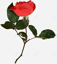 月季花朵高清素材 一株 卡通 叶子 手绘 桔梗 红色 绿色 花朵 免抠png 设计图片 免费下载