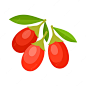 Goji berries flat style vector illustration fresh berries on white background
