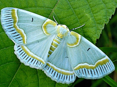 蝴蝶33a采集到蝴蝶