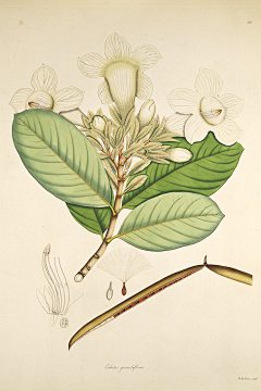 鹰与书采集到植物插画