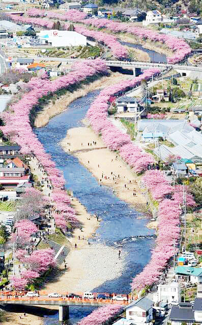 Kawazu Sakura，Japan