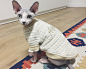 养斯芬克斯猫是一种怎样的体验？ - 知乎