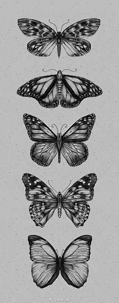 【黑白线描图例】蜻蜓与蝴蝶~
小清新插画 ​​​​