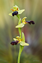 黑蜂兰
Ophrys Fusca by Antonio Rodriguez on 500px