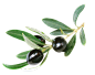 olive-branch-with-black-olives